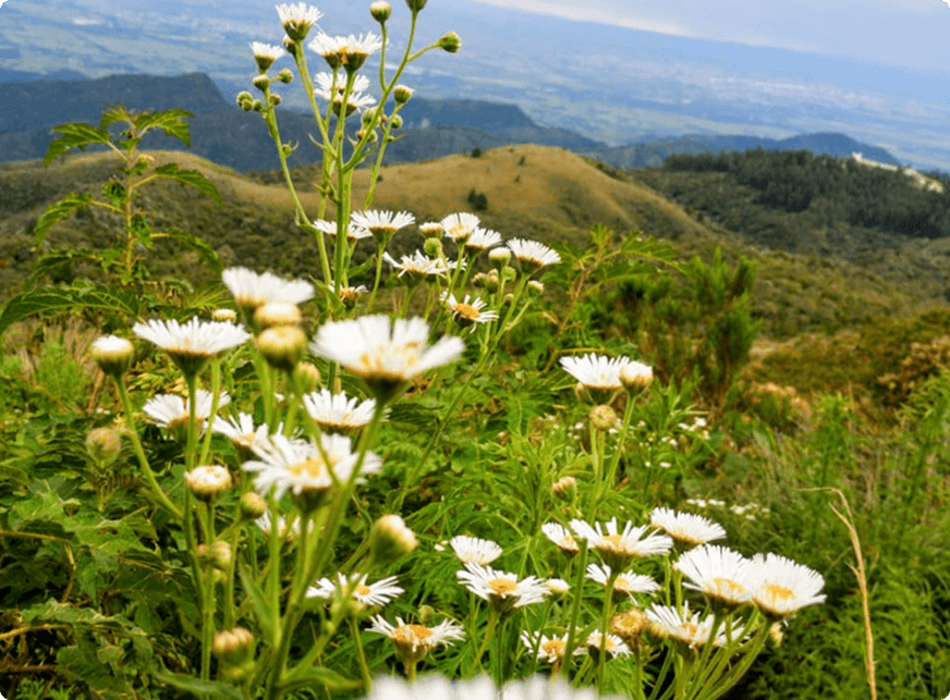 Paisagem montanhosa com flores amarelas